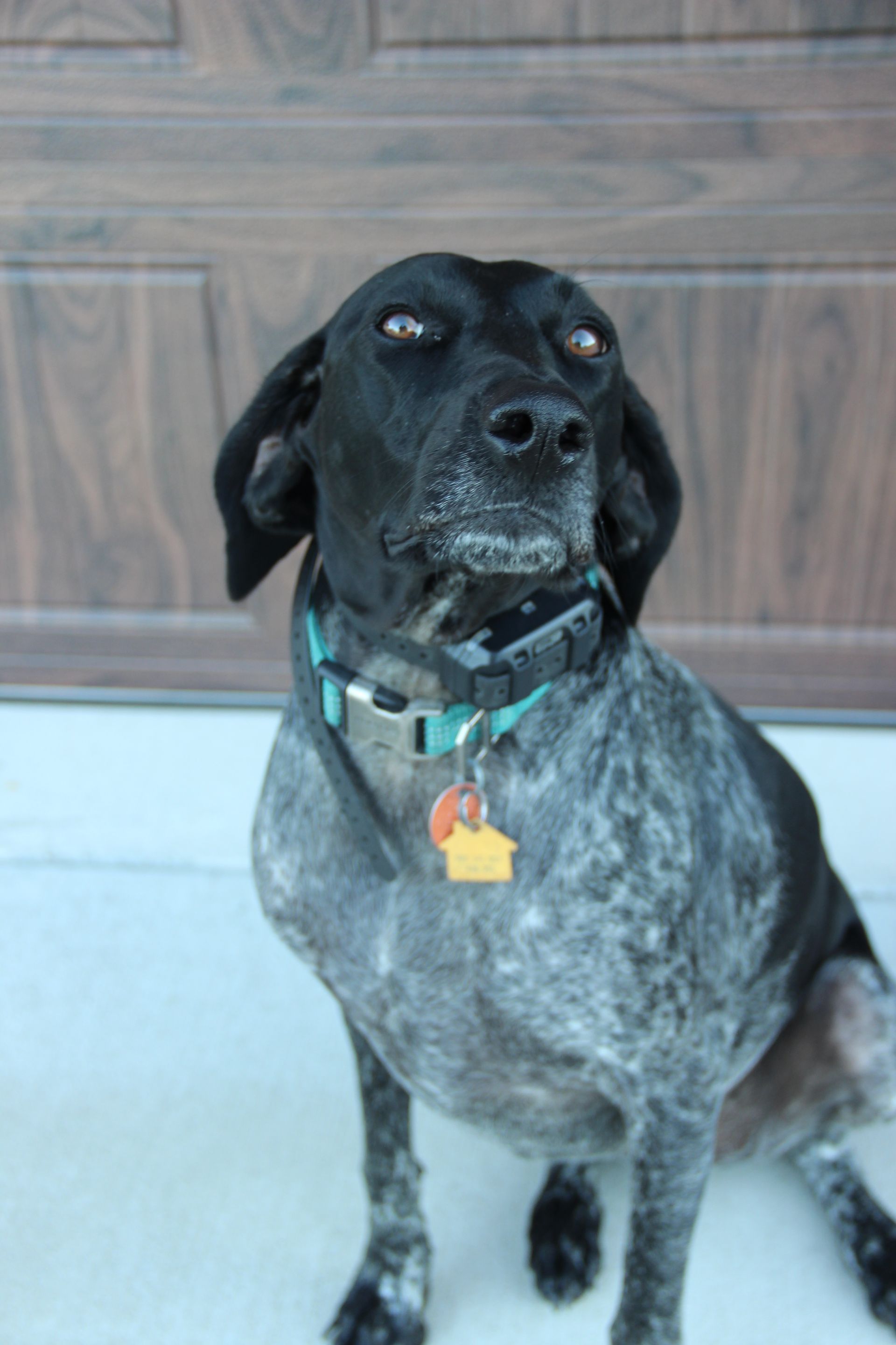 Black-and-gray dog wearing a teal collar sits in front of a wooden door