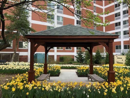 Wooden gazebo with benches surrounded by yellow daffodils in a garden setting, with a brick building in the background.