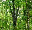 Patoka Lake Recreational Property