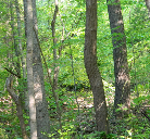 Nature Lovers Paradise