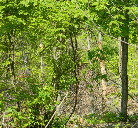 Beautiful Wooded Homesites with Recreational