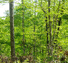 Beautiful Wooded Homesites with Recreational