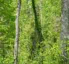 Beautiful Wooded Homesites with Recreational