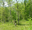 Beautiful Wooded Homesites with Recreational