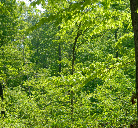 Beautiful Wooded Homesites with Recreational