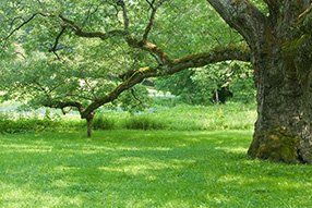 A large old oak tree