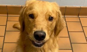A golden-colored dog looks directly at the camera with a slight, open-mouthed grin, sitting on a tiled floor.