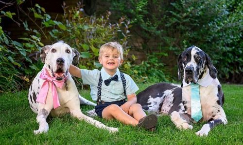 A smiling child sits in a grassy yard between two large dogs, one wearing a pink bow and the other wearing a blue tie.