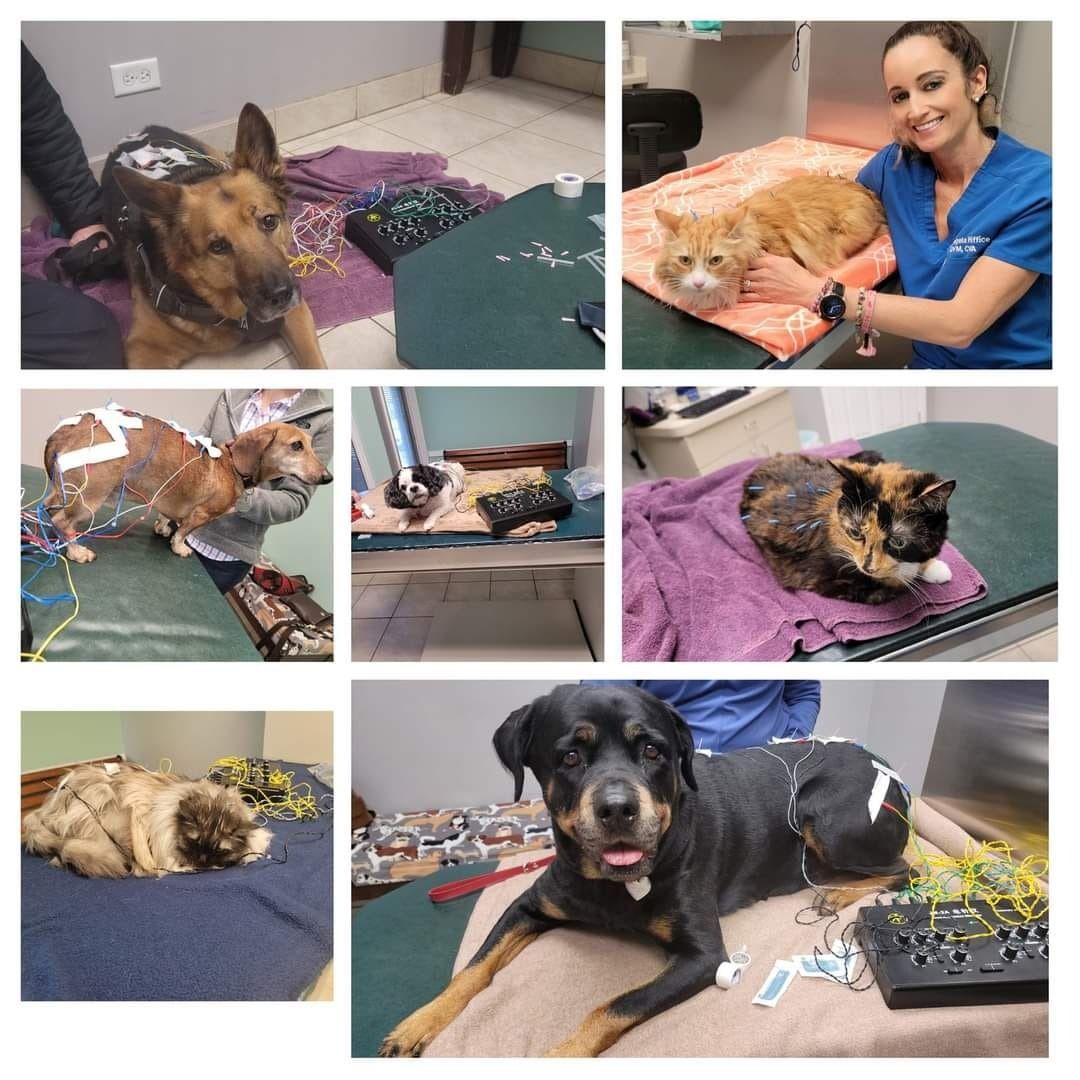 A collage of animals, including dogs and cats, receiving veterinary care or therapy treatments in a clinic setting.