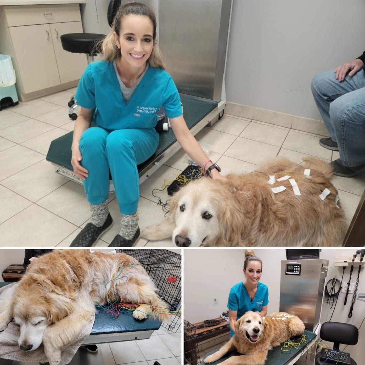 A veterinary technician in blue scrubs cares for a golden retriever with bandages on its back in a clinical setting.
