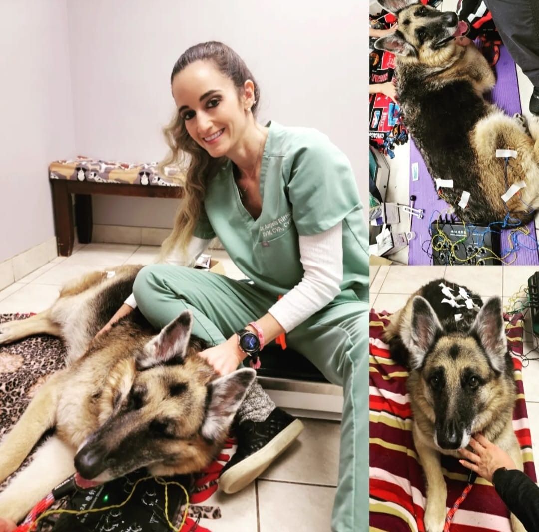 A person in green scrubs cares for a German Shepherd on a striped blanket, with views showing the dog with medical leads.