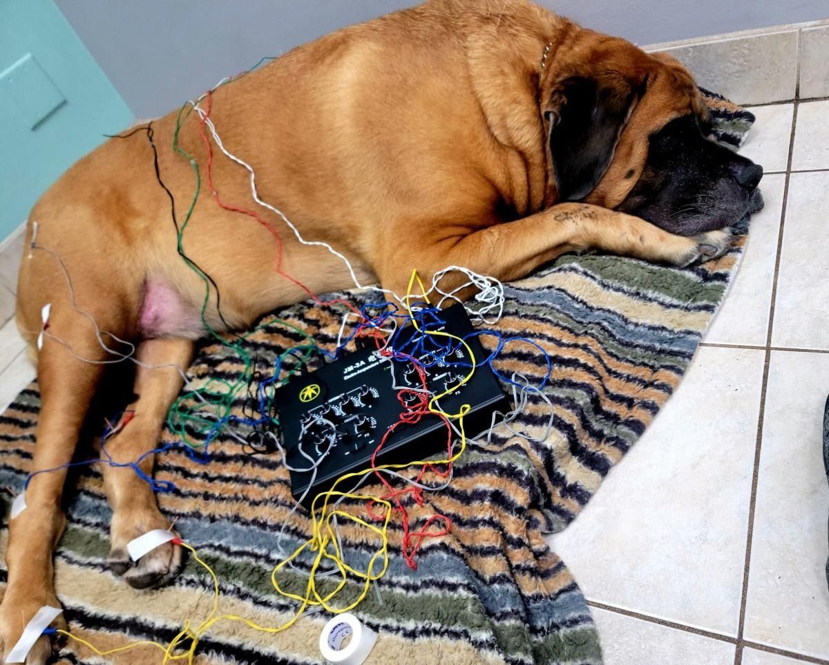 A large brown dog lies on a striped blanket receiving electroacupuncture treatment connected to a control unit.