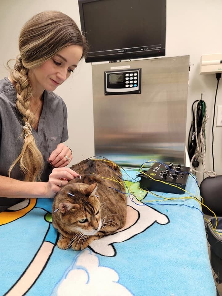 A person in medical scrubs performs acupuncture on a cat resting on a patterned blue blanket.