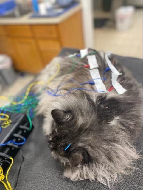 A fluffy grey cat lies on a table, receiving acupuncture treatment with needles and electrical stimulation leads attached.
