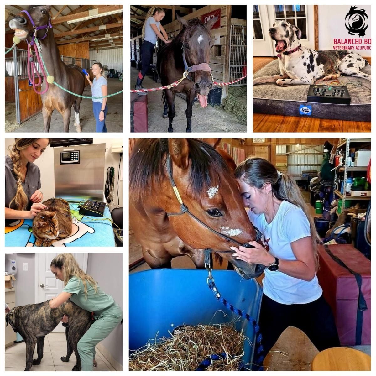A collage showing a person performing physical therapy and grooming on horses, a cat, and dogs in various settings.