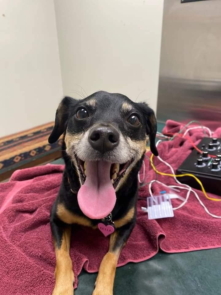 A happy black-and-tan dog sits on a purple towel, tongue hanging out and looking up at the camera.