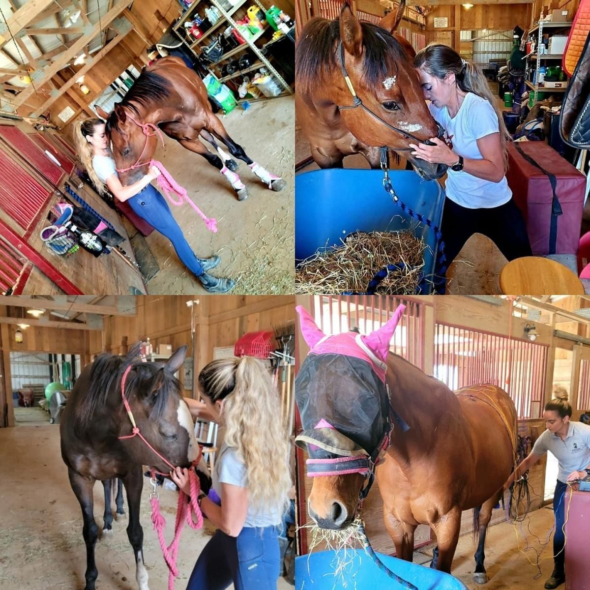 A collage showing people interacting with horses inside a stable, including feeding, grooming, and adjusting gear.