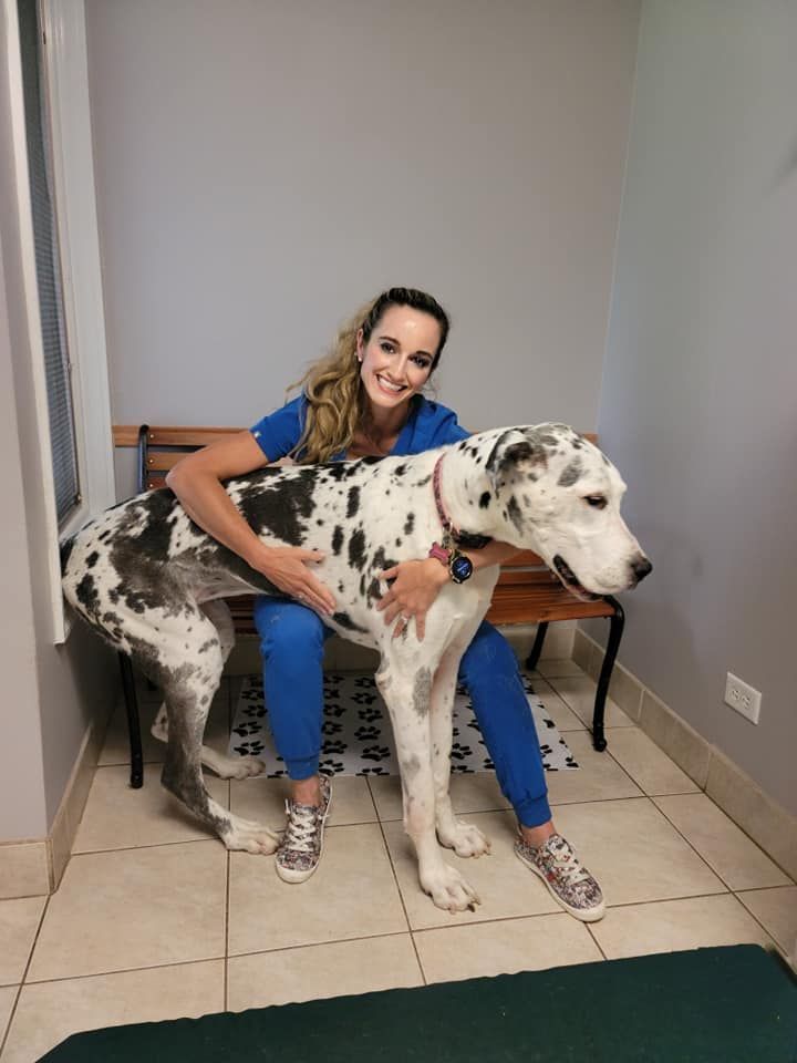 Woman in blue sits on a bench holding a large white-and-black spotted dog indoors.