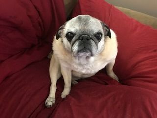 A light-colored pug with a dark face sitting on a red surface, looking directly at the camera with an alert expression.