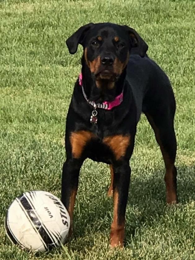 A black and tan dog with a pink collar standing on grass next to a white and black soccer ball.