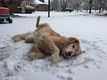 A golden dog lying on its side in the snow, looking toward the camera with a playful expression.