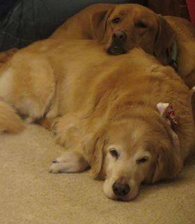 Two golden-colored dogs resting together on a carpeted floor, with one dog resting its head on the other's back.