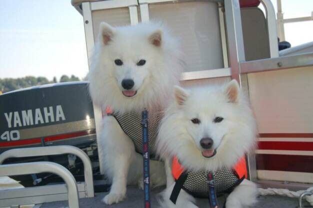 Two white fluffy dogs wearing life vests sitting on a boat with a Yamaha motor in the background.
