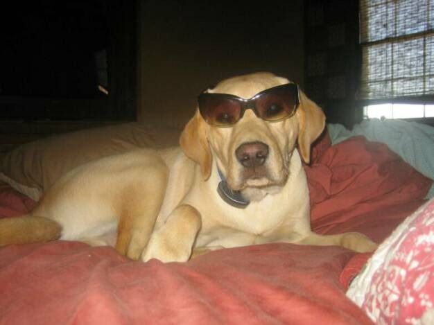 A yellow Labrador Retriever wearing dark sunglasses, lying on a red bedspread indoors.