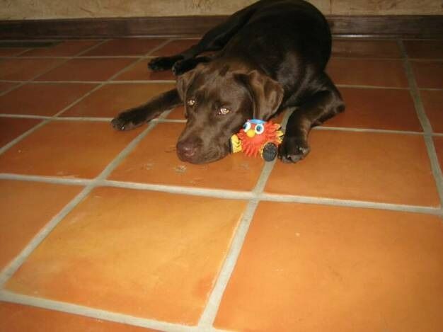 A brown dog lying on a terracotta tile floor, resting its head on a small, colorful plush bird toy.