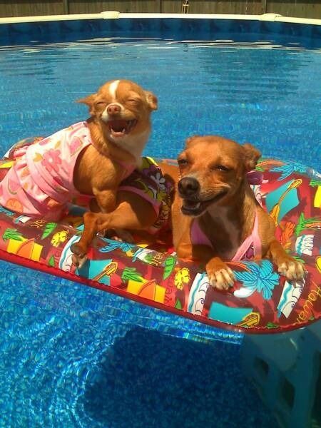 Two small dogs with happy expressions resting on a patterned pool float in a blue swimming pool.