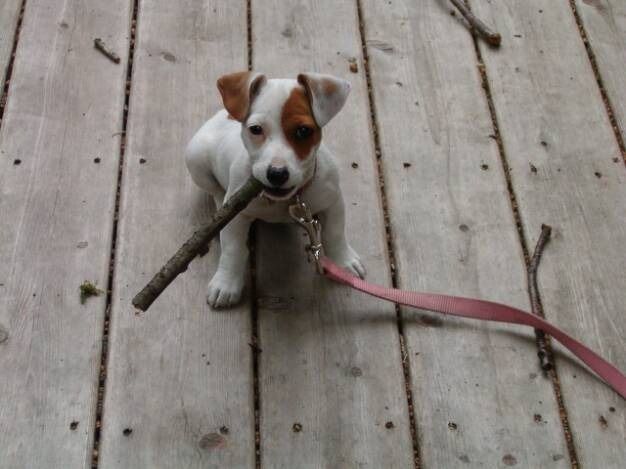 A white puppy with brown markings holds a stick in its mouth while attached to a pink leash on a wooden deck.