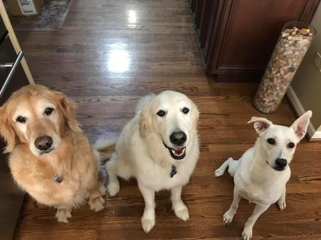 Three dogs sit together on a wooden floor, looking up attentively at the camera.