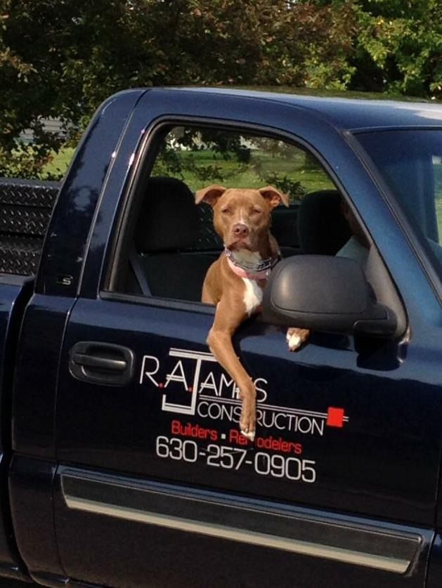 A brown dog with a white chest rests its front paws on the window of a dark blue pickup truck with construction signage.