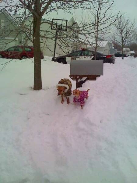 Two dogs wearing winter coats stand in the deep snow next to a mailbox in a suburban neighborhood.