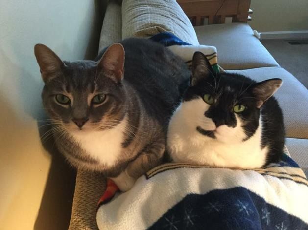 Two cats sitting together on a couch, one grey tabby with white markings and one black and white cat.