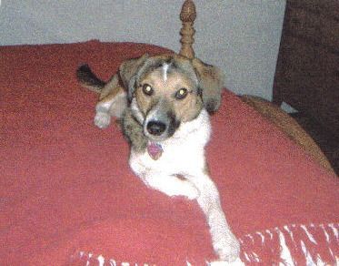 A small, brown and white dog with a collar lying on a red blanket.