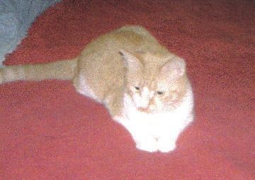 A ginger and white cat lies down on a dark red carpet, looking toward the left.