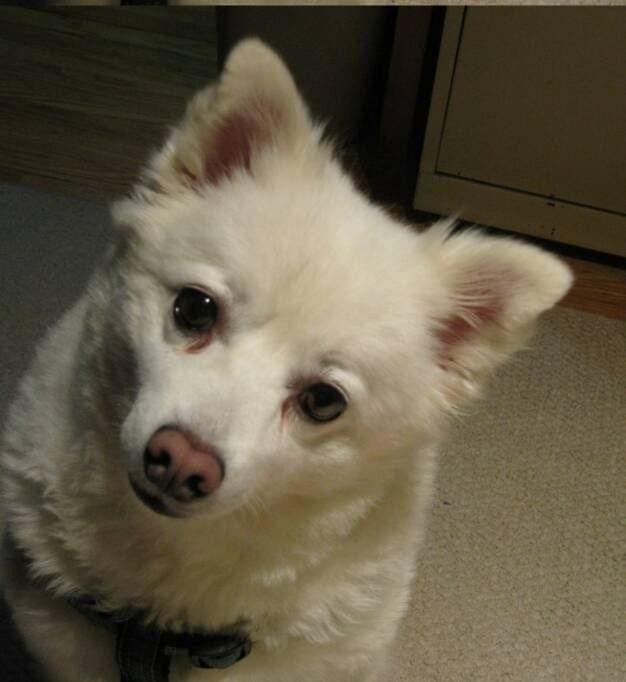 A small white dog with perky ears and a pink nose looks up at the camera with an inquisitive, tilted head.