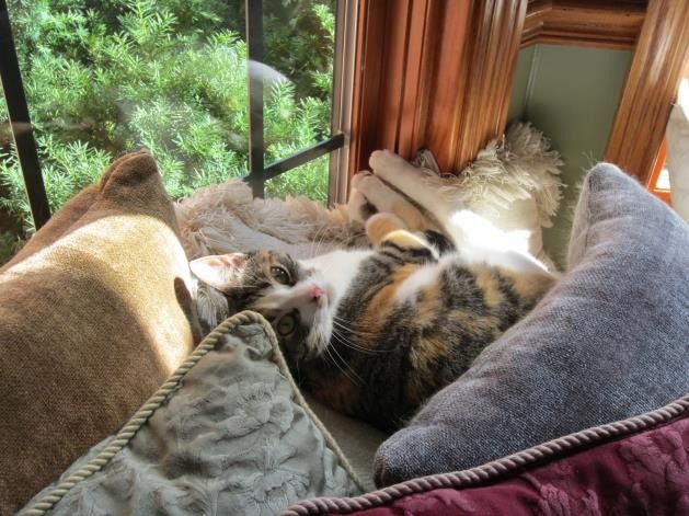 A calico cat lounging on a sunlit windowsill cushioned by pillows.