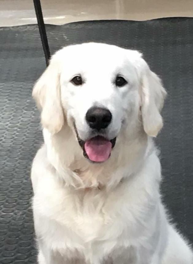 A happy, cream-colored Golden Retriever with its mouth open, looking toward the camera against a dark, textured surface.