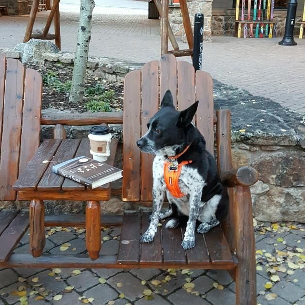 A black and white dog with an orange harness sits on a wooden bench next to a book and a coffee cup outdoors.