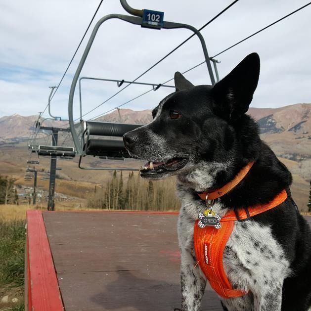 A black and white dog wearing an orange harness and collar sits on a mountain platform in front of a ski chairlift.