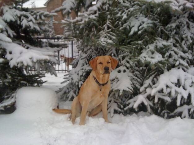 A light-brown dog sits calmly in deep snow in front of snow-covered evergreen trees.