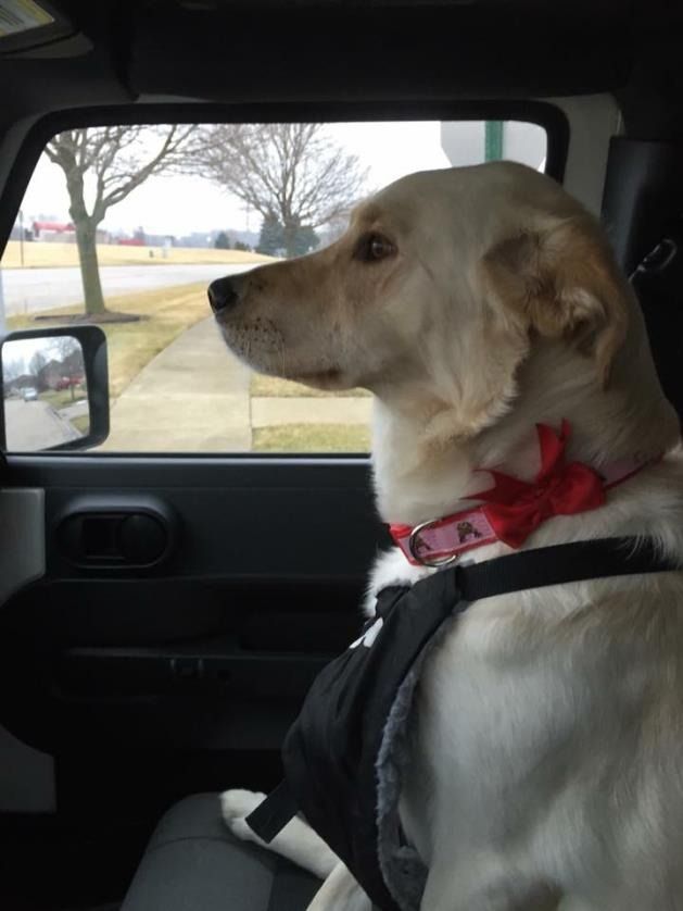 A golden dog wearing a pink collar with a red bow sits buckled in a car, looking out the passenger window.