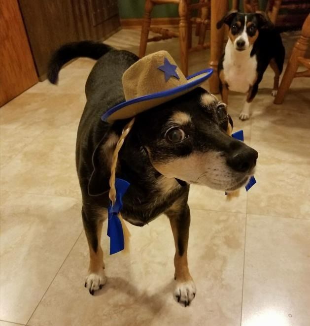 A dog wearing a tan cowboy hat with a blue star and ribbons stands on a tiled floor, with another dog looking on behind.