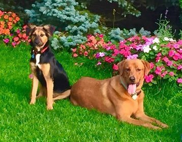 Two dogs, one black and tan sitting and one golden-brown lying down, sit together in a vibrant, flower-filled garden.