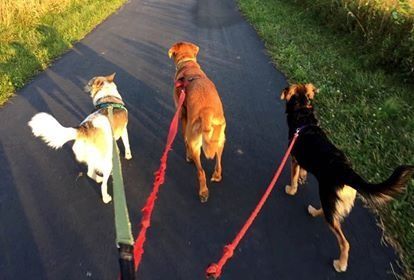 Three dogs on leashes walk away from the camera along a paved path bordered by grass.