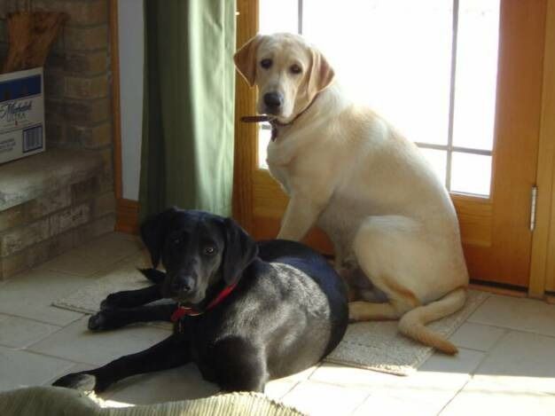 A yellow Labrador sits by a sunlit glass door next to a black dog lying on the floor.