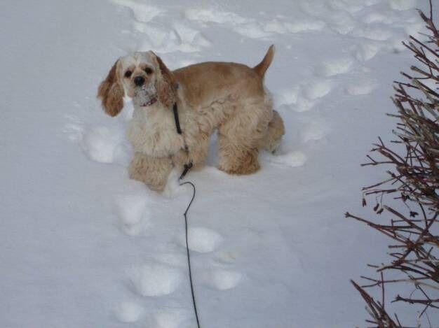 A light-colored cocker spaniel on a leash stands in deep snow next to a bare bush.
