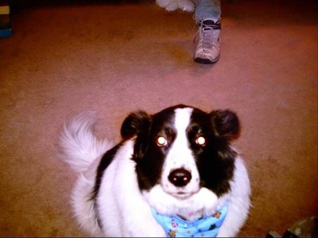 A black and white dog with bright, glowing eyes sits on a carpeted floor, wearing a patterned blue bandana.